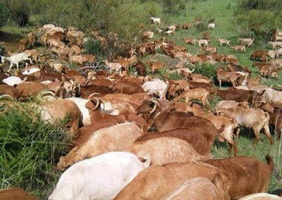 cabras malagueñas pastoreando